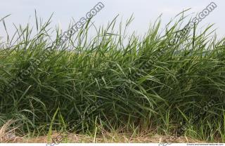 Grass Tall 0001